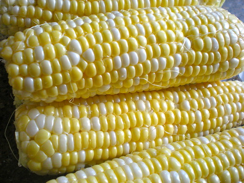 Corn...
