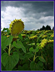 Aquitaine Sunflowers