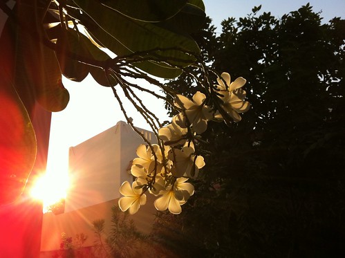 flowers sunrise plumeria frangipani mygarden