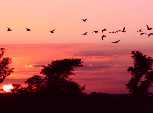 sunset nature birds colorful unitedstates florida ibis wetlands southflorida freeasabird bocaratonflorida onlythebestofnature