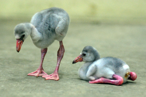 baby flamingo