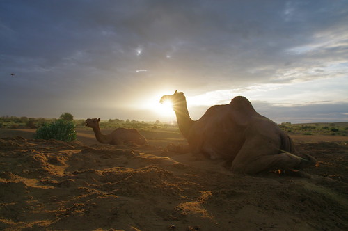 sunrise desert camel thar thardesert
