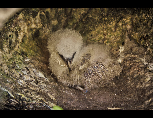 bird canon raw newborn monthlyscavengerhunt bermuda longtail msh msh0910 msh091016
