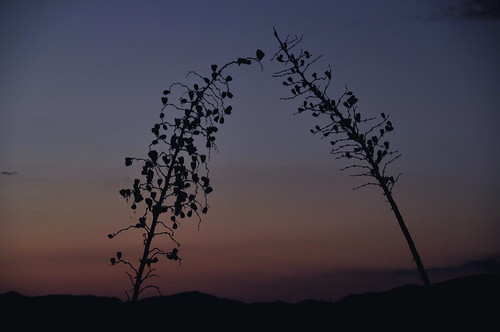 sunset arizona yucca sonoitaelgin