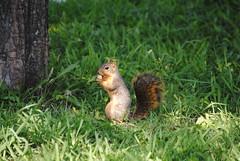 Squirrel_Peanut_02