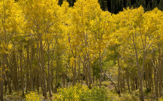 Golden Quaking Aspen Grove