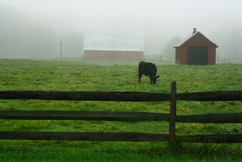 fog barn fence cow shed pasture bovine graze