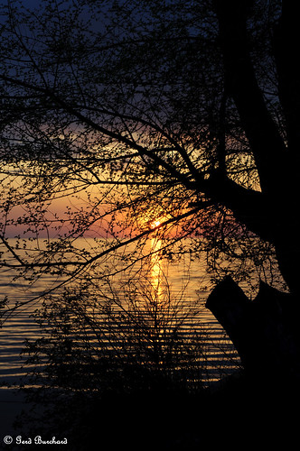 sunset sun lake plant tree backlight see sonnenuntergang sundown pflanze manitoba stlaurent sonne baum backlighting gegenlicht kanada lakemanitoba