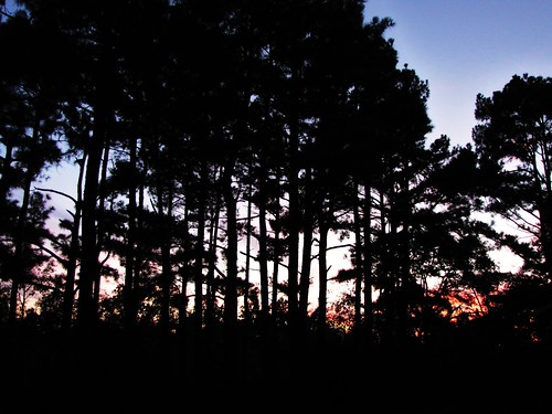 blue trees sunset sky usa nature forest canon view nightshot country peaceful powershot arkansas tranquil ozark hwy65 sx10is waltphotos