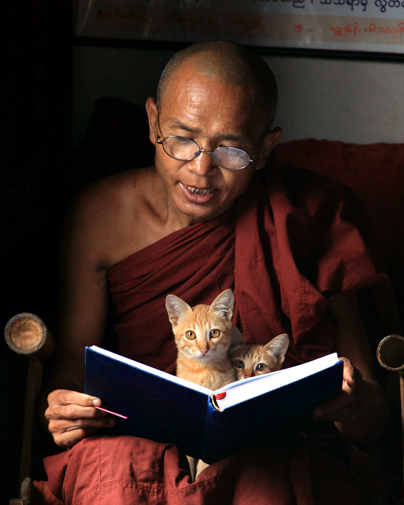 Monk Chanting with Kittens