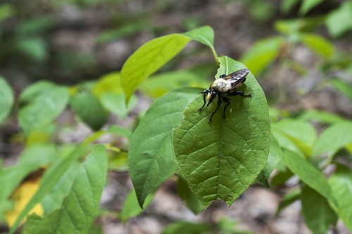 indiana hoosiernationalforest oldgrowth paoli arthropod insect asilidae diptera fly robberfly beelikerobberfly laphria pioneermothersmemorialforest laphriagrossa