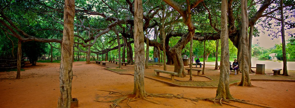 The Great Indian Banyan Tree