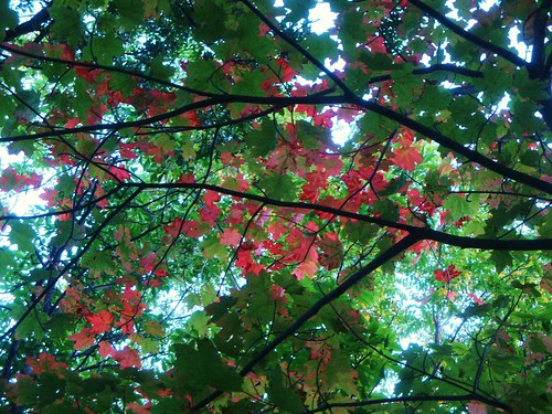 sunset summer leaves minnesota wisconsin maple fallcolors mississippiriver lynchroad greatriverbluffspark
