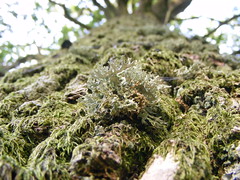 Lichen sur tronc 2 - Photo of La Sabotterie