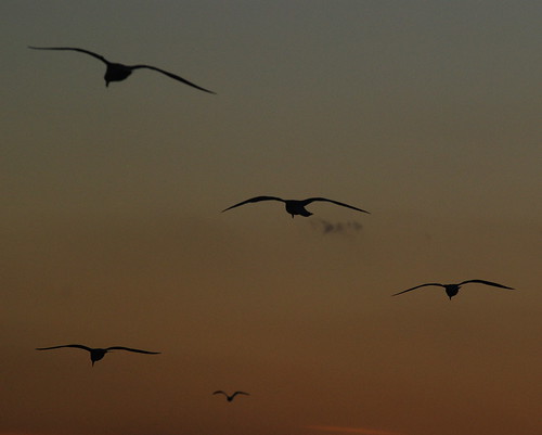sunset summer seagulls ontario canada nature birds silhouette lakeerie gulls flight greatlakes seabirds portbruce elgincounty