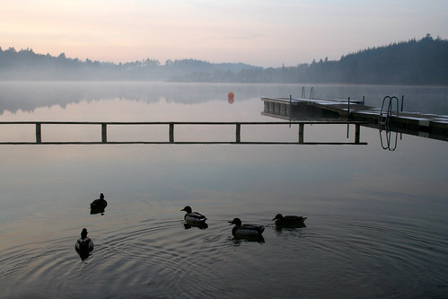 sunset lake sunrise ducks mallard silkeborg ænder søhøjlandet