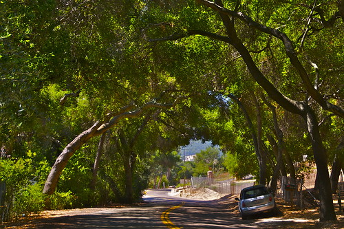 road trees back oak highway san indian country scenic diego tunnel effect reservation pala roadway