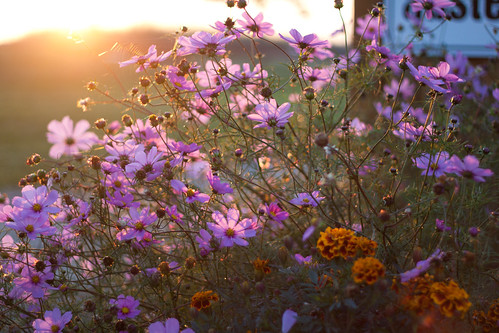 flowers plants sun backlight sunrise pflanzen blumen morgen mv ueckermünde