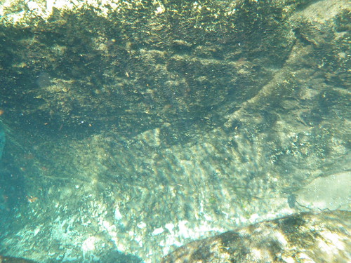 salt springs national recreation area ocala forest underwater
