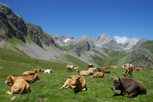 canon spain cows farmland aragon livestock pyrenees gr11 5dmkii