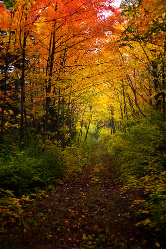 autumn minnesota foliage boreal