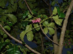 New Zealand flowering tree 'Puriri' (Vitex lucens)