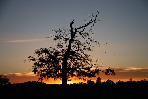 sunset tree birds