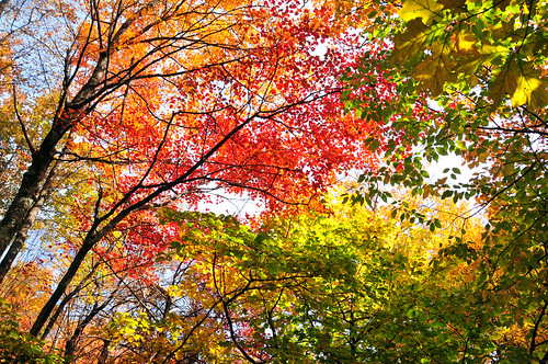 autumn kaleidoscope
