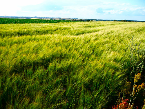 green field barley iso100 skåne sweden crop f33 1640s 28mmequiv hardeberga panasonictz5 bibble5 p1000954