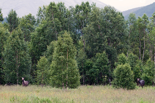nature border moose elk hognehaug