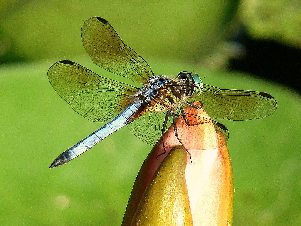 Wichita Botanical Garden Dragonfly Super Dave Flickr