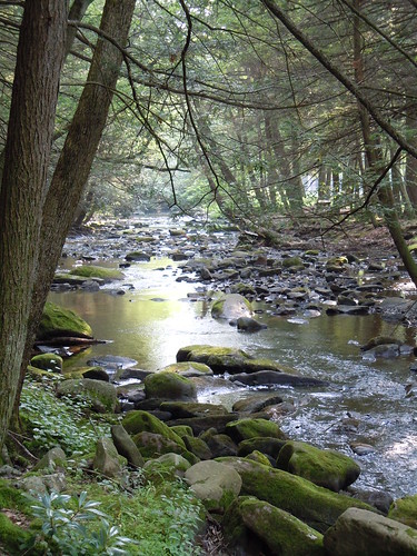 nature forest stream