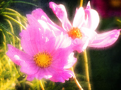 Texturized Pink Cosmos