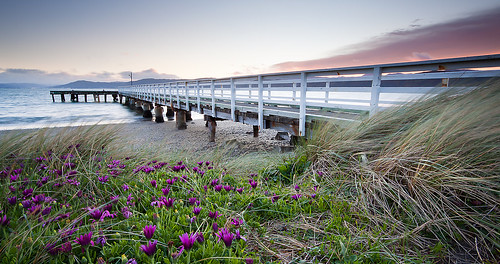 flowers newzealand beach sunrise dawn purple jetty wharf wellington seatoun leadin