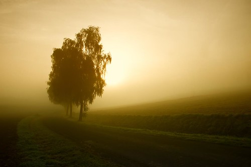 morning trees sky sun mist fog landscape deutschland nebel himmel landschaft sonne bäume morgen niedersachsen adelebsen wibbecke geo:lon=979233000