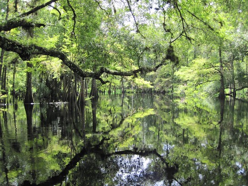 florida canoe swamp cypress fisheatingcreek fisheatingcreekwildlifemanagementarea
