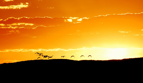 orange sun sunrise gold golden fly geese crazy rainbow fishing nikon wing casper shooting wyoming d40