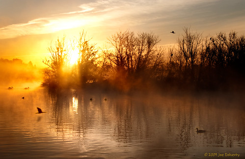 sky lake birds yellow fog sunrise duck losangeles pelican cormorant d90 sepulvedadam yourphototips
