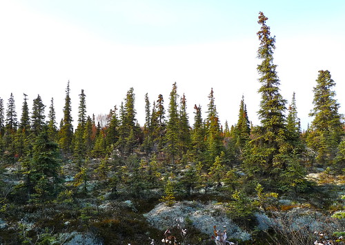 travel fall alaska forest landscape outdoors environment