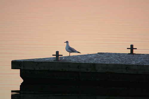 sunset sonnenuntergang seagull usedom mvp mecklenburgvorpommern möve lieperwinkel ostvorpommern ovp