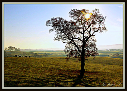 morning autumn mountain tree fall field cows wv pasture