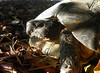 <a href="http://www.flickr.com/photos/taurielloanimaliorchidee/5148641412/">Photo of Testudo marginata by Matteo Paolo Tauriello</a>