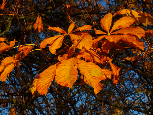autumn trees red orange graveyard leaves sunrise bluesky steam darlington lowsun olympuse420 bobjewers