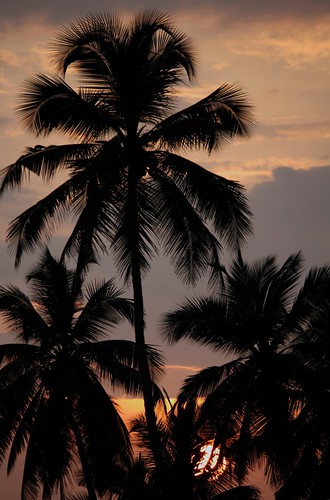 sunset kerala palm