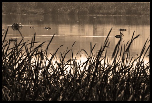 monsoon chennai rains waterbirds marshlands pallaikaranai bramanakumar