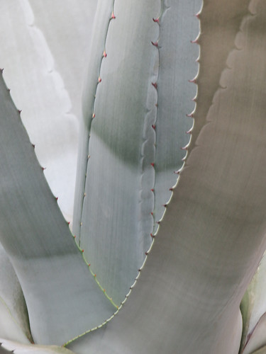 Agave Cactus at Hortus Botanical Garden in Amsterdam