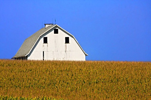 wisconsin barn countryside corn whitebarn blueandwhite