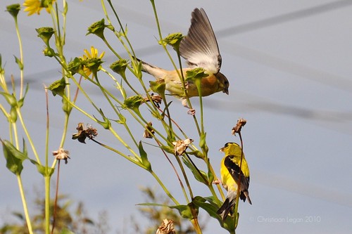 food flower male adult eating father seeds falling finch stems perch mistake wildflower juvenile fledgling whoops tqm americangoldfinch silphiumperfoliatum cupplant backyward spinustristis lostfooting ineededalaughtoday