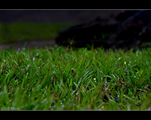 green grass rain canon is drops shadows kerala monsoon 7d raindrops l raining ef f4 thrissur greengrass shdows sarin 24105mm ef24105mmf4isl rainshot sarinsoman keralarain thekkinkaadu canon7d vadakumnathan nizhal