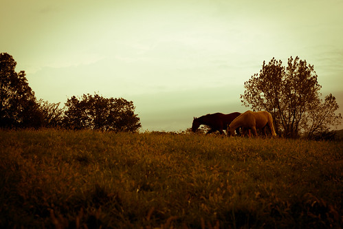 horses horse iowa pasture grazing nieuwenhuisfotografie